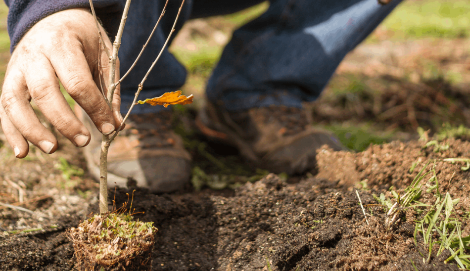 Amigos de la Tierra reivindica la necesidad de llevar la restauración de ecosistemas a los espacios agrarios