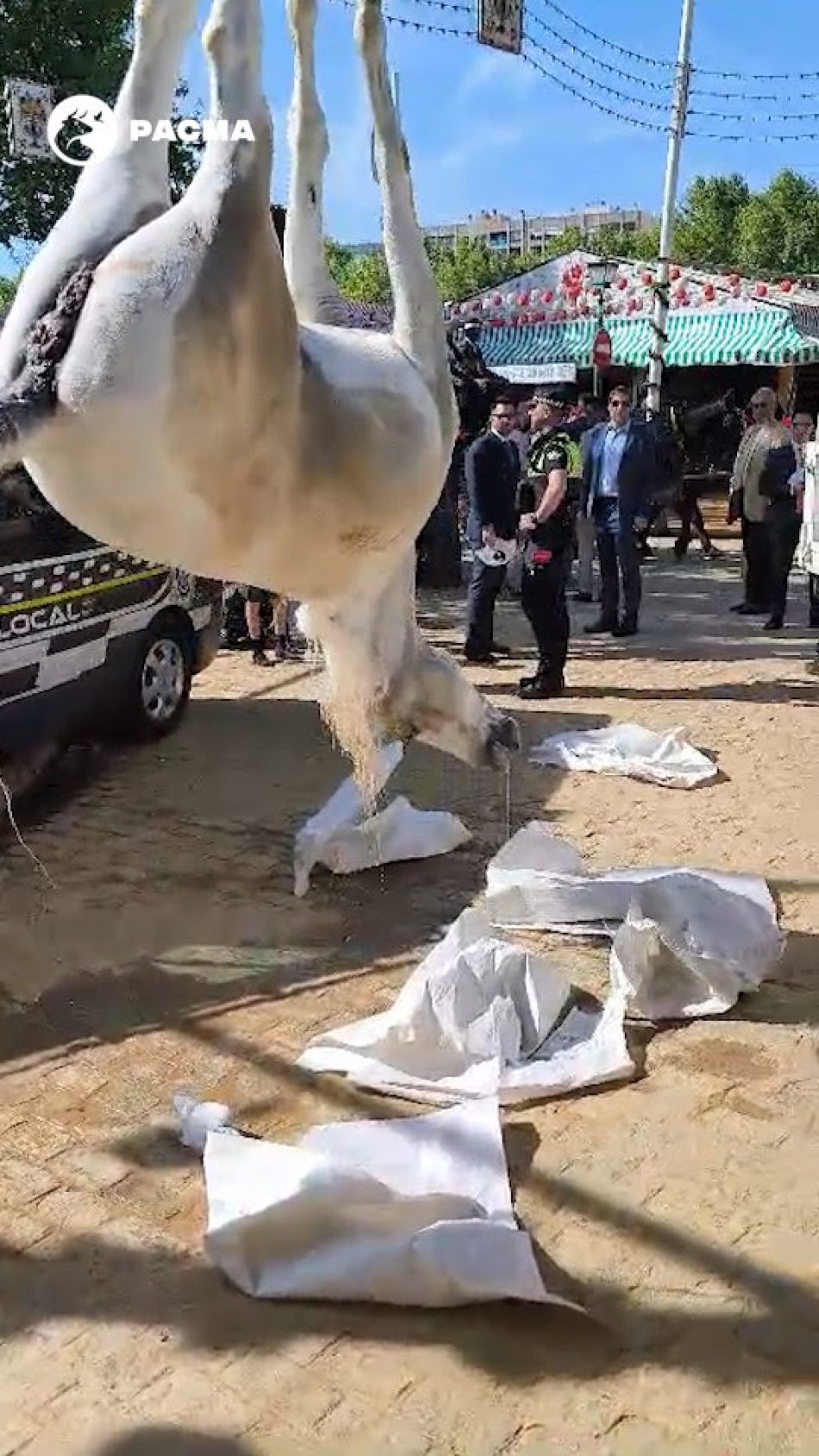 PACMA pide que se investigue la muerte de un caballo en la Feria de Sevilla