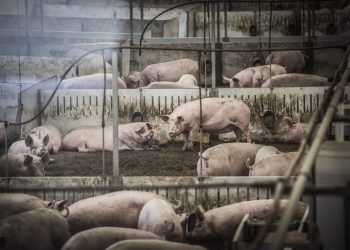 IUCyL lamenta la autorización de ampliación de la granja en Torrubia de Soria de hasta 7.200 cerdos