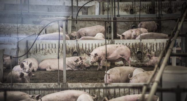 IUCyL lamenta la autorización de ampliación de la granja en Torrubia de Soria de hasta 7.200 cerdos