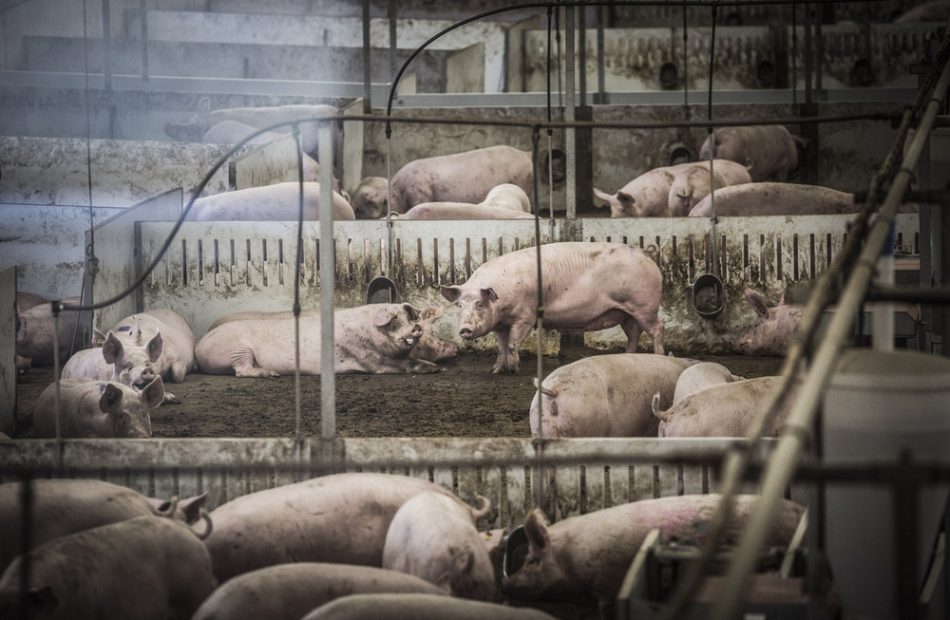 IUCyL lamenta la autorización de ampliación de la granja en Torrubia de Soria de hasta 7.200 cerdos