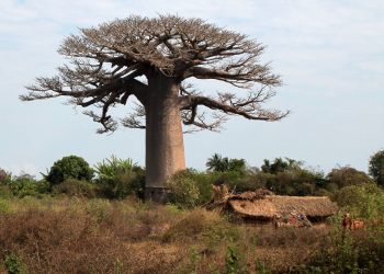 Descifrado el linaje ancestral del baobab