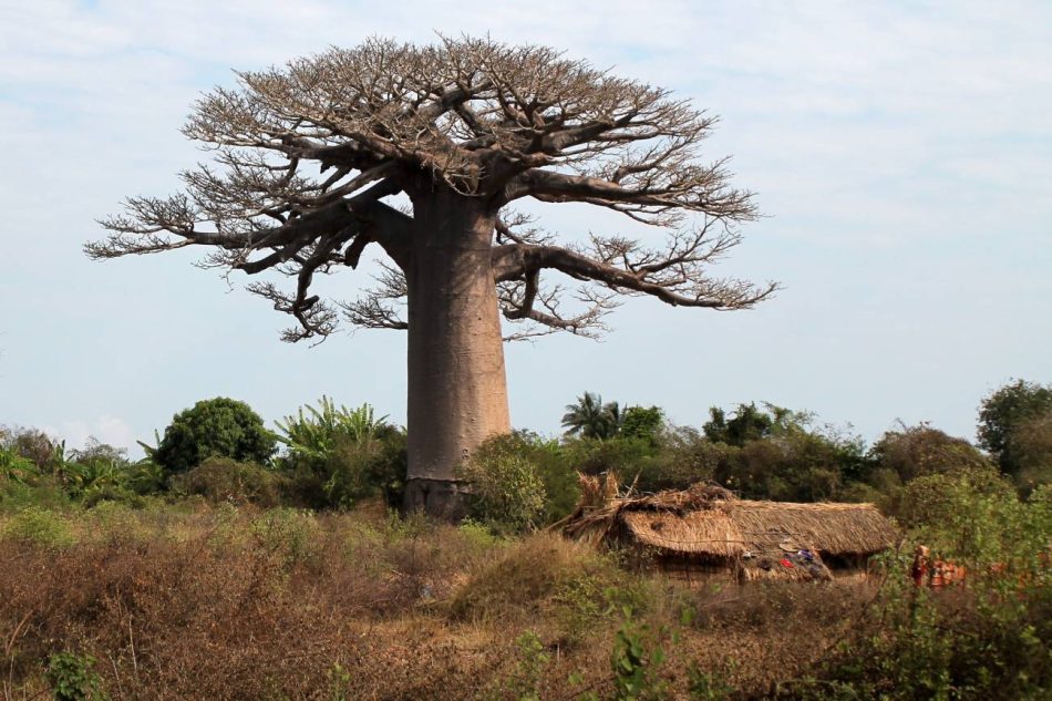 Descifrado el linaje ancestral del baobab