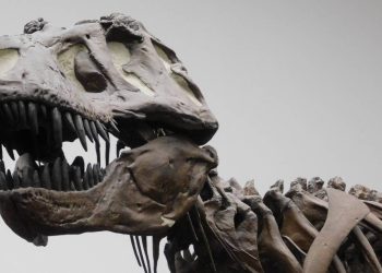 El ‘Tyrannosaurus rex’ no era tan listo como se pensaba