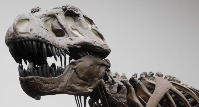 El ‘Tyrannosaurus rex’ no era tan listo como se pensaba