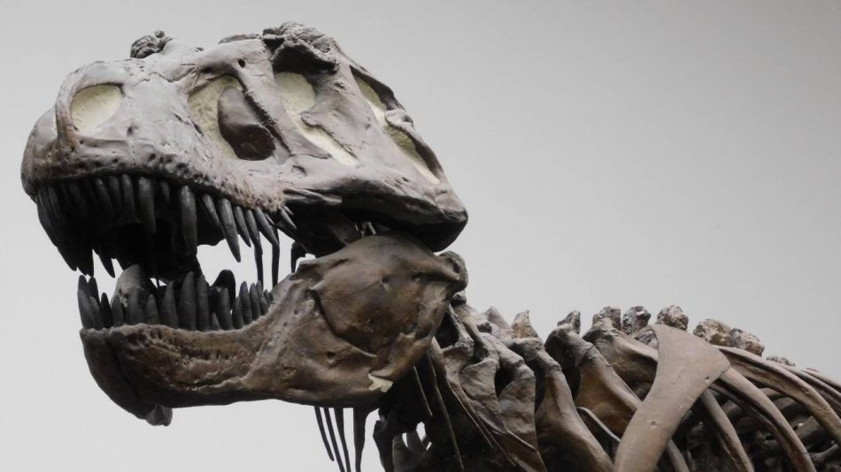 El ‘Tyrannosaurus rex’ no era tan listo como se pensaba