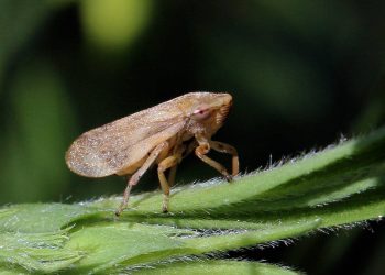 El calentamiento global impulsa la bacteria que arrasa olivos en el Mediterráneo