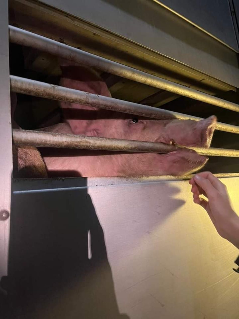 Nueva investigación que saca a la luz el horror de la industria porcina