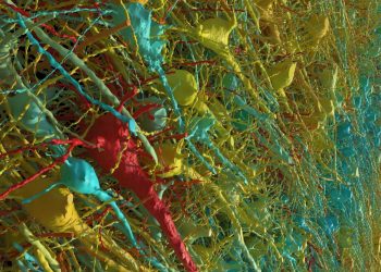 Harvard y Google reconstruyen un milímetro cúbico de cerebro humano con resolución nanométrica