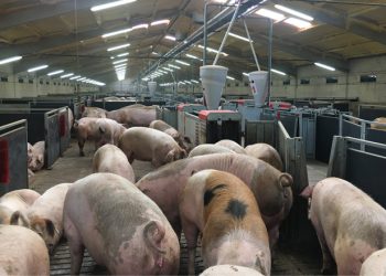 Contra el intento de lavado verde de la industria del porcino en la universidad pública