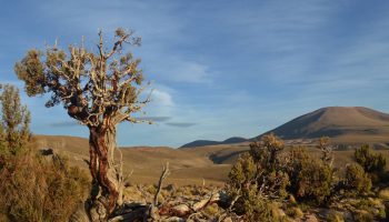 Revelados 300 años de historia climática oculta en los anillos de cinco árboles centenarios