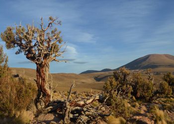 Revelados 300 años de historia climática oculta en los anillos de cinco árboles centenarios