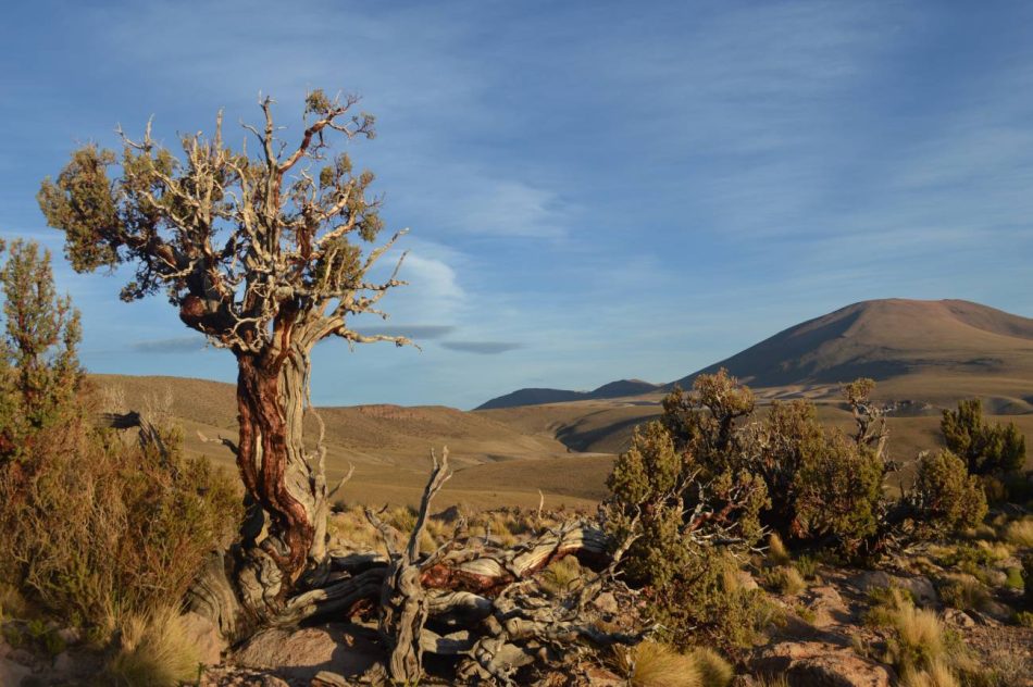 Revelados 300 años de historia climática oculta en los anillos de cinco árboles centenarios