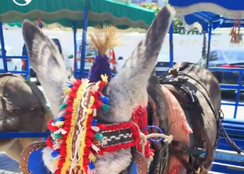 PACMA muestra la explotación a la que son sometidos los burros de Mijas