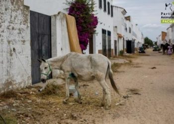 PACMA denuncia una mula y tres caballos muertos solo tres días después del comienzo de la peregrinación a El Rocío