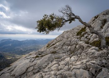 La compleja red de diversidad biológica está en peligro