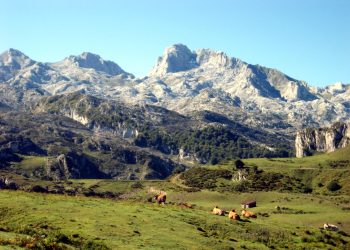 Reclaman medidas para asegurar la coexistencia de las especies silvestres y las actividades humanas