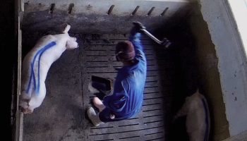 Sale a la luz otra ‘Granja del Terror’: el Observatorio de Bienestar Animal denuncia a una granja vinculada a Lidl por maltrato animal y publicidad engañosa