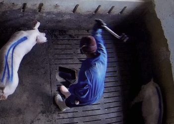 Sale a la luz otra ‘Granja del Terror’: el Observatorio de Bienestar Animal denuncia a una granja vinculada a Lidl por maltrato animal y publicidad engañosa