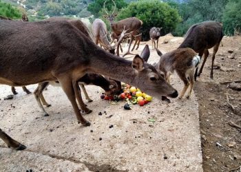 PACMA reclama a la Junta de Andalucía que se encargue de los animales encerrados tras el cierre de la Eco Reserva de Ojén