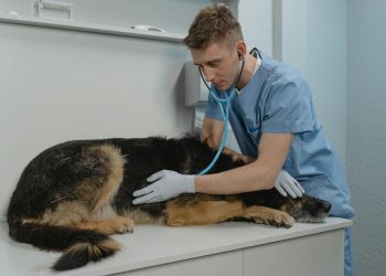 PACMA propone a Pedro Sánchez medidas fiscales para aliviar los gastos veterinarios de 6 millones de familias con animales