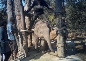 World Animal Protection negocia el fin de la explotación de elefantes con el gobierno tailandés