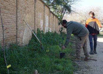 El jardín comestible de las murallas del monasterio de San Jerónimo en Sevilla ya da sus frutos