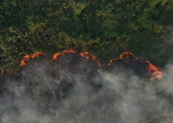 Brasil decreta estado de emergencia en el mayor humedal del mundo