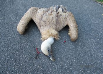 La Fiscalía denuncia el veneno a la fauna en la Cordillera Cantábrica