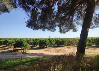 Ecologistas en Acción solicita nulidad de actuaciones en Finca Aljóbar en Aznalcázar (Sevilla)
