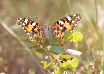 Primera evidencia del viaje transatlántico de un grupo de mariposas