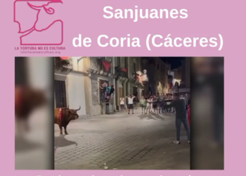 Plataforma LTNEC (La Tortura No Es Cultura): «Un año más, vuelve el maltrato animal a Coria (Cáceres)»