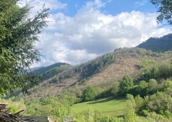 Urgen a parar las talas de decenas de miles de Castaños en Caso (Asturias) en el parque de Redes