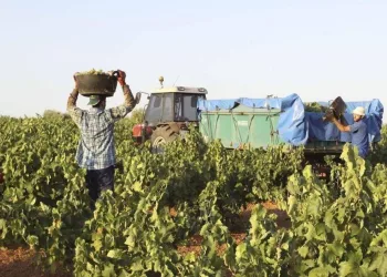 UED propone un nuevo seguro agrícola que no excluya a los agricultores