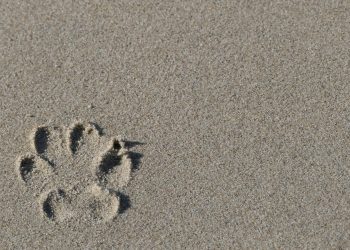 PACMA quiere más playas para perros para fomentar el «turismo canino»
