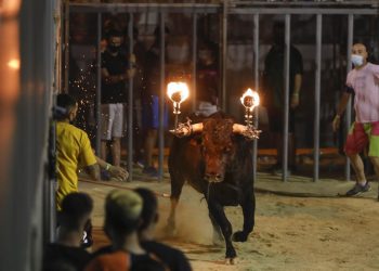 Cambio climático antropocéntrico: Animalistas exigen protección a los animales usados en los «bous al carrer»