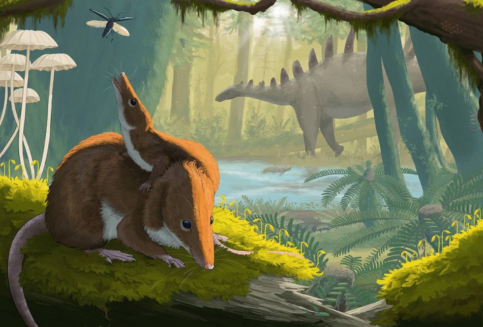 Los pequeños mamíferos del Jurásico crecían más despacio que los actuales