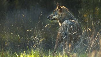 PACMA presenta una querella criminal contra el Ejecutivo cántabro y sus peritos por presunta actuación delictiva en la autorización para cazar lobos