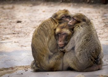 Entra en vigor el listado positivo de mamíferos en Países Bajos