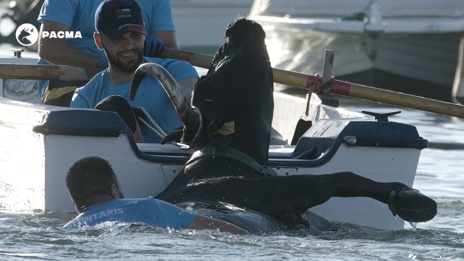 PACMA documenta bochornosas imágenes de maltrato animal en los Bous a la Mar en Denia