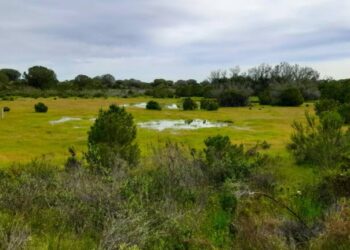 La sobreexplotación del acuífero costero de Doñana ha provocado la desecación de las lagunas peridunares