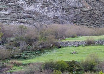 El Principado esconde el grave problema del furtivismo con el oso