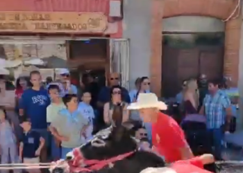 A tortas e insultos con los animales: PACMA denuncia una carrera de burros en Boñar