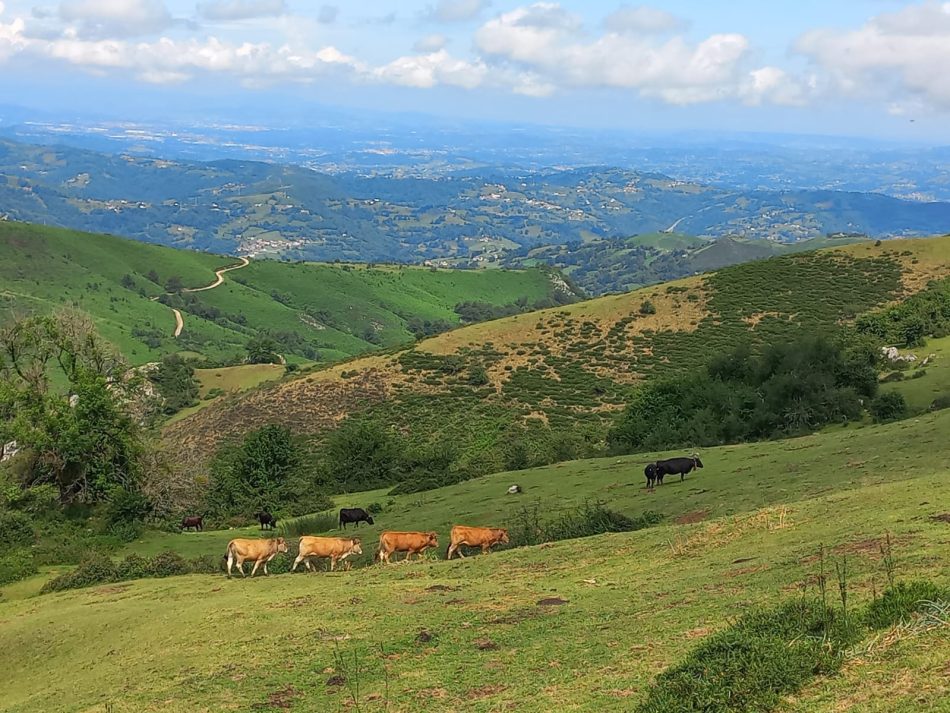 Cientos de recursos presentados contra la mina de Peñamayor en Nava, Asturias