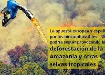 La apuesta europea y española por los biocombustibles podría seguir provocando la deforestación de la Amazonía y otras selvas tropicales