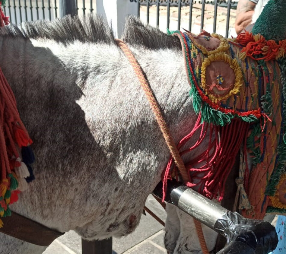 PACMA presenta una «macro denuncia» por maltrato animal contra el Ayuntamiento de Mijas y los arrieros de los burro-taxis