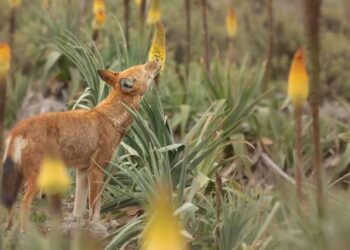 Lobo etíope, primer carnívoro que se alimenta del néctar floral