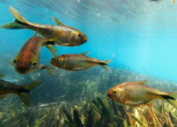 El 34 % de la fauna de agua dulce en Europa y el 12 % en España está amenazada de extinción
