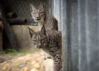 Dos linces criados en el centro de El Acebuche, liberados en Astudillo (Palencia)