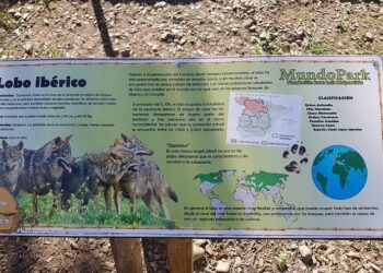 Verdes Equo Andalucía solicita un plan de recuperación del lobo